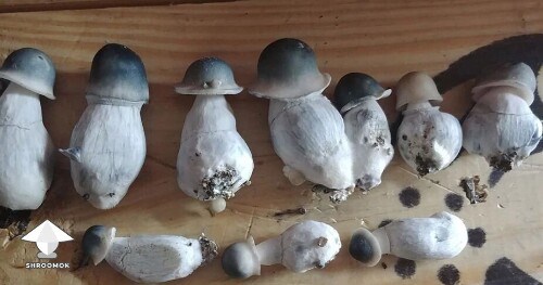 Mature APE mushrooms