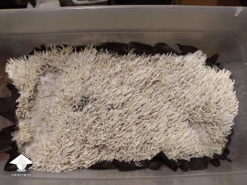 My strange Chocolate Kringle brains... or noodles