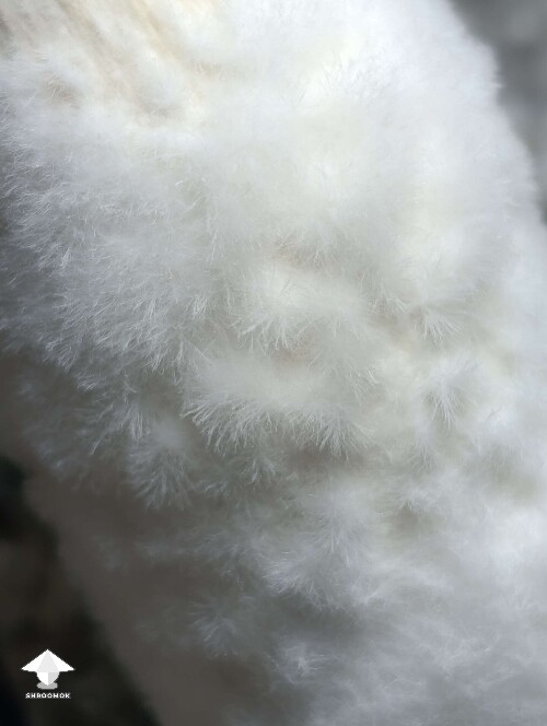 Mycelium fluff - Penis Envy
