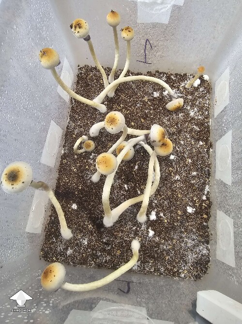 Natals aka Ochras shrooms