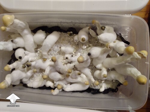 2nd tub of Bluey Vuitton - 251 g wet