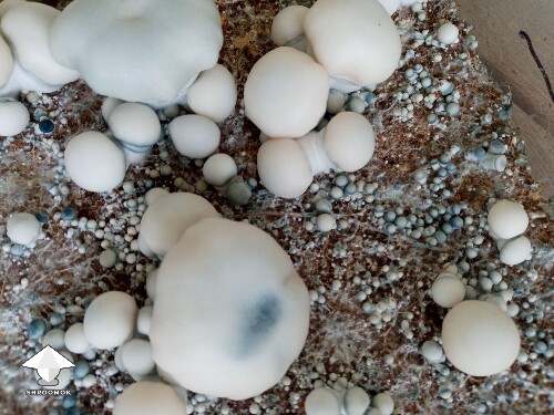 TAT smurf fruiting