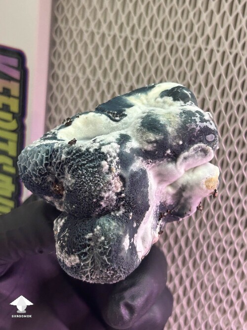 This mushroom mutation was weird #2