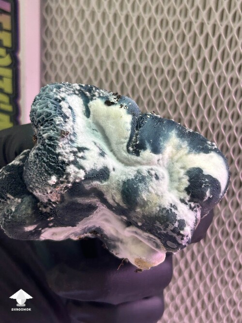 APE - this mutation was weird 👽 🌀✨