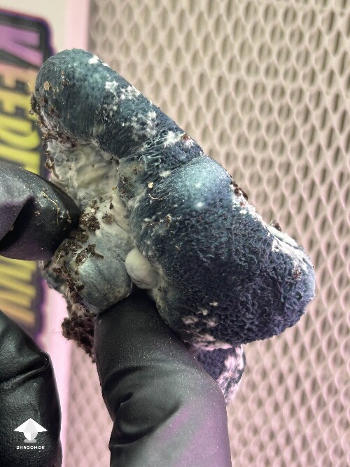 This mushroom mutation was weird - APE