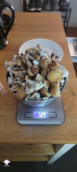 Blue Meanie first ever harvest