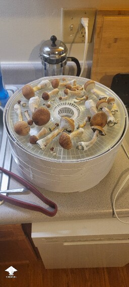 Blue Meanie - partial harvest pics incoming