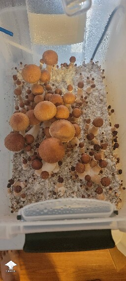 Blue Meanie mushrooms - first grow