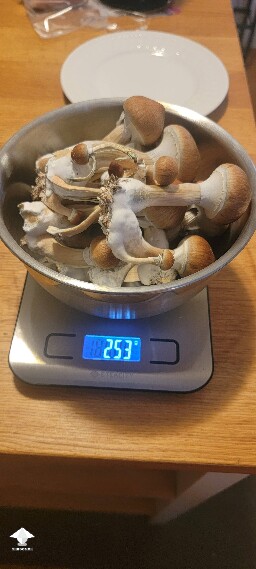 Blue Meanie shrooms - partial harvest pics incoming