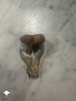 Blue Meanie twins mushrooms