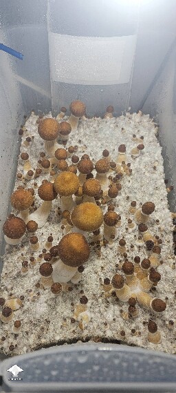 Blue Meanies by noob grower #2