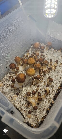 Blue Meanies first grow
