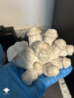 Cosmic Ghost Rider cluster