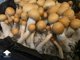 Makilla Gorilla mushrooms #2
