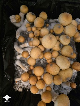 Makilla Gorilla mushrooms #3