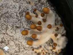 Makilla Gorilla mushrooms #5