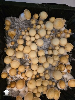 Makilla Gorilla mushrooms