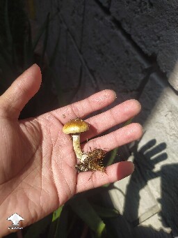 Mushroom from discarded substrate #2