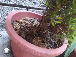 Mushroom from discarded substrate