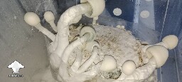Nutcracker ready for harvesting
