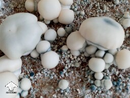 TAT Smurf shrooms grow like blobs