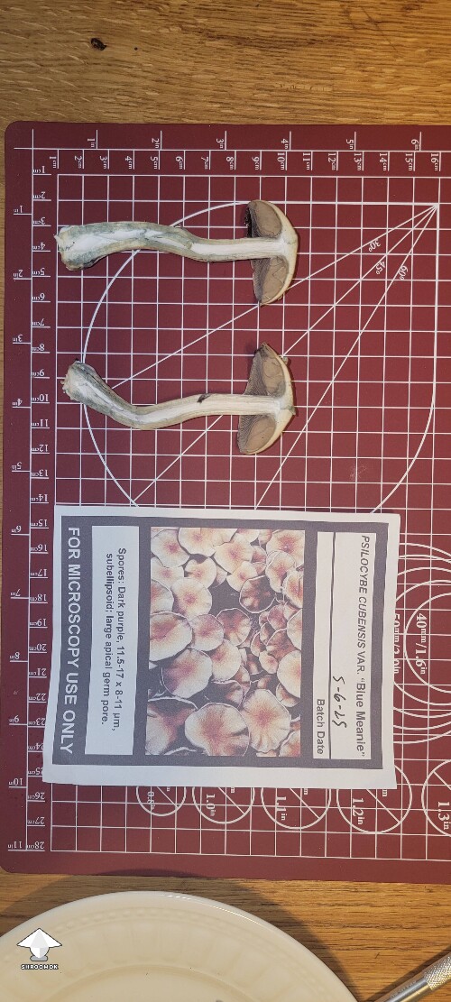 Blue Meanie - got some reference photos like you requested #2