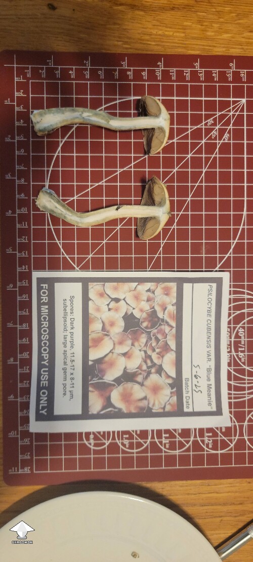 Blue Meanie - got some reference photos like you requested