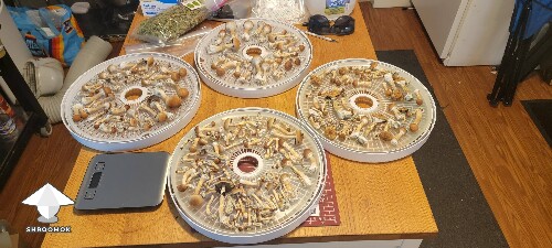 Blue Meanie ready to dry