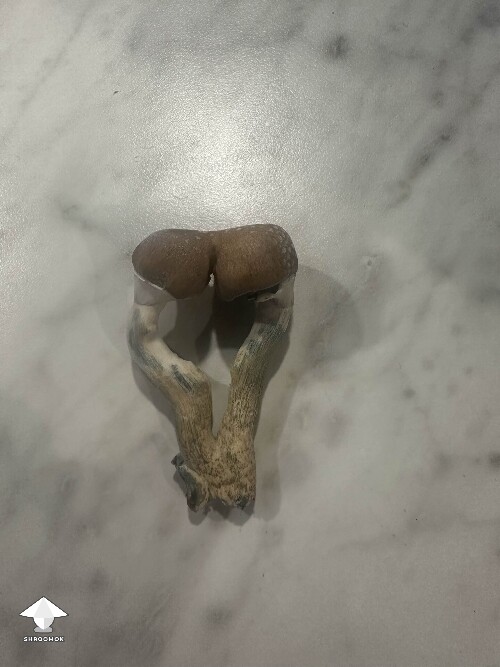 Blue Meanie twins mushrooms