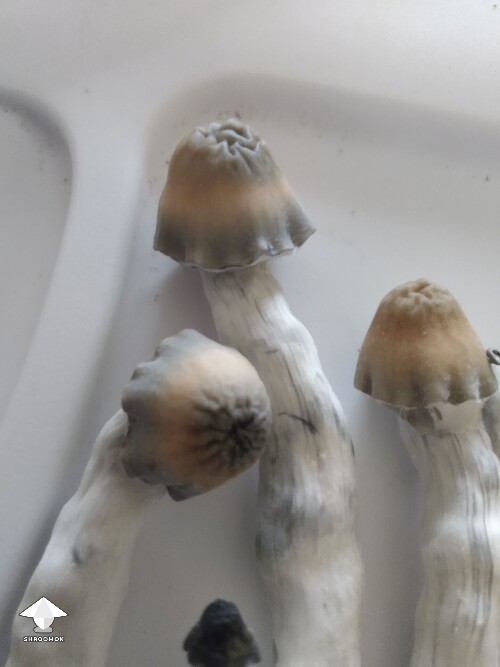 Cubensis Bluey Vuitton shrooms