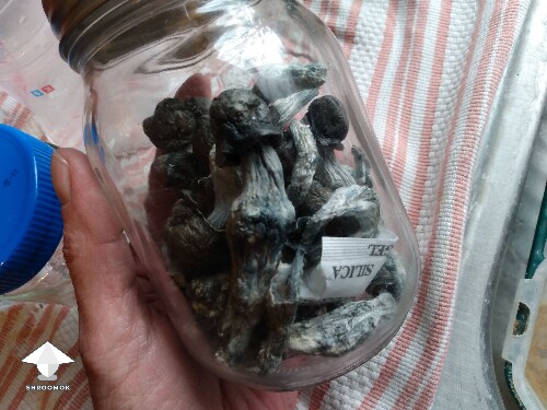 Dried SNAPE shrooms