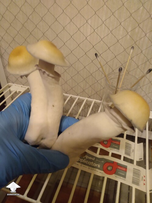 Hillbilly pumpkin for making spore swabs