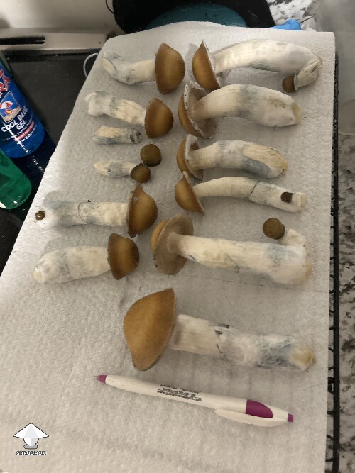 Mak galactic harvest