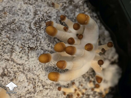 Makilla Gorilla mushrooms #5