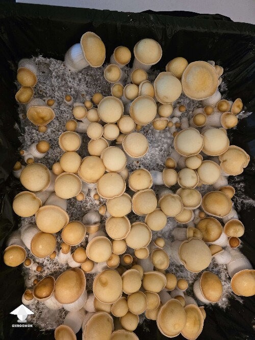 Makilla Gorilla mushrooms