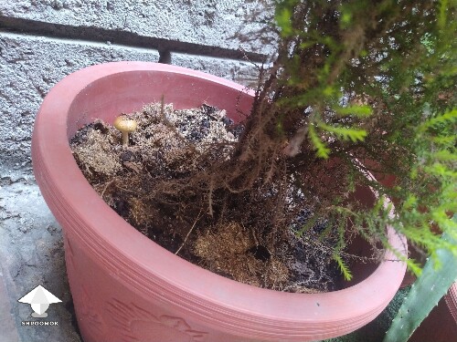 Mushroom from discarded substrate