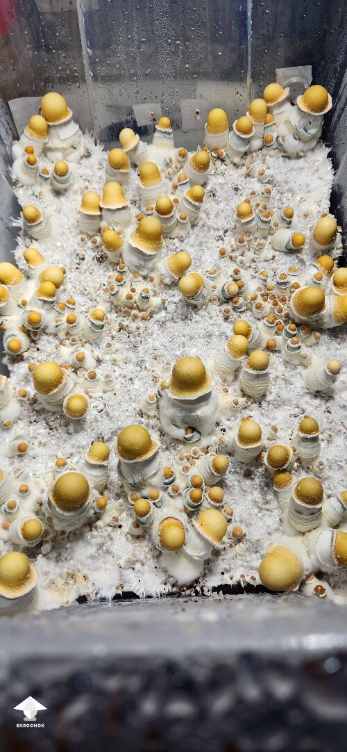 Nakilla (Ochraceocentrata x Makilla Gorilla) mushrooms