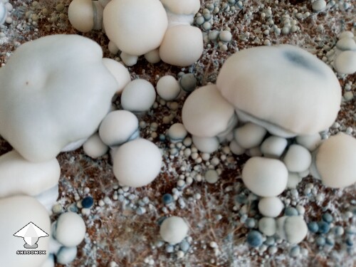 TAT Smurf shrooms grow like blobs
