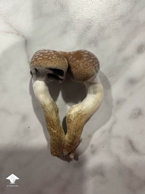 The twins harvested - Blue Meanie