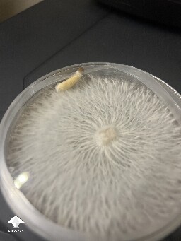 Agar plate pinning