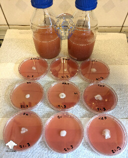 Agar plates colour for the spring