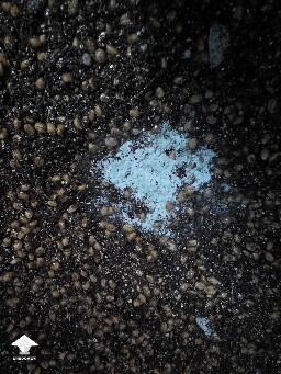I'm assuming this is mold and not mycelium?