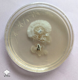 Cleaning up a biopsy of Psilocybe tampanensis sclerotia