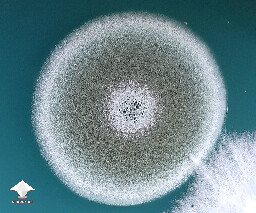 Closeup look at Trichoderma on a plate coming into contact with B- mycelium
