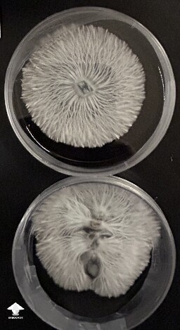 Finally transferred some of this agar samples to LC jar #2