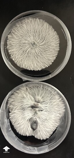 These are just growing and growing!🔥🍄 I was finally able to transfer some of this to LC jar 🫙🙏🤞