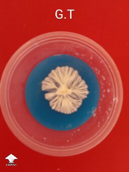 Golden Teacher agar cup