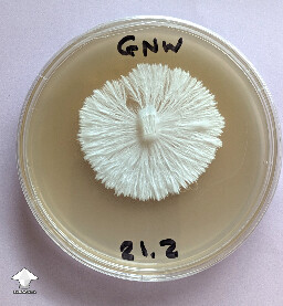 Great Northern White mycelium on agar