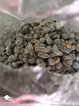 Green mold again on my grain spawn