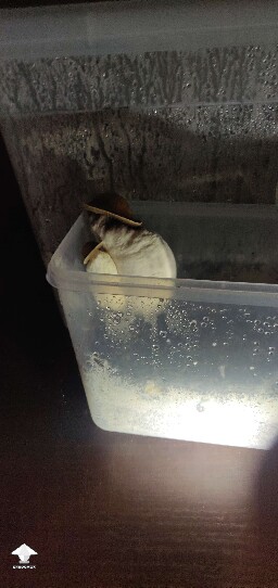 Huge Melmac in tub